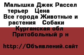 Малышка Джек Рассел терьер › Цена ­ 40 000 - Все города Животные и растения » Собаки   . Курганская обл.,Притобольный р-н